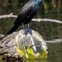 Grand cormoran