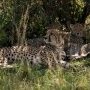 Panthère en famille