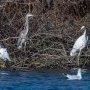 Grande Aigrette, Aigrette Garzette, Héron cendré, Mouette rieuse
