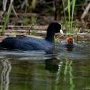 Foulque macroule - Fulica atra - Eurasian Coot