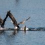 Grand Cormoran Phalacrocorax carbo Great Cormorant