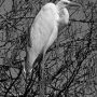 Grande aigrette perchée