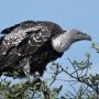 Vautour de Rüppell - Gyps Ruepellii - Rüppell's Vulture