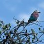 Rollier à longs brins - Lilac breasted Roller - Coracias caudatus