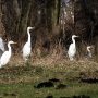 Grand conseil des Aigrettes et des Hérons cendrés
