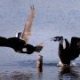 Grand Cormoran Phalacrocorax carbo Great Cormorant